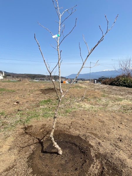 無事に元気に育ってね 無事に元気に育ってね
